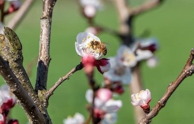 Почему не цветет яблоня: причины и их устранение